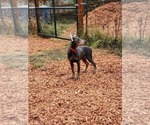 Small Photo #7 Doberman Pinscher Puppy For Sale in DAMASCUS, OR, USA