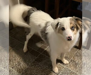 Kooper - Male Australian Shepherd Dog for Adoption - Photo #2