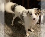 Small Photo #2 Australian Shepherd Puppy For Sale in Landenberg, PA, USA