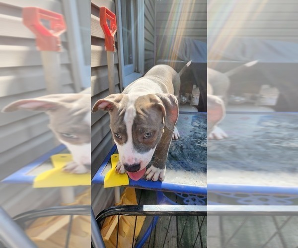 Medium Photo #21 American Bully Puppy For Sale in HARRISBURG, PA, USA