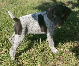 German Shorthaired Pointer Puppy for Sale in GAINESVILLE, Georgia USA