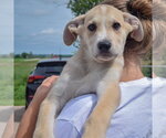 Small #4 Anatolian Shepherd-German Shepherd Dog Mix