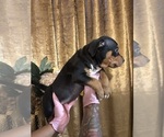 Small #1 American Bully