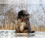 Small #44 ShihPoo