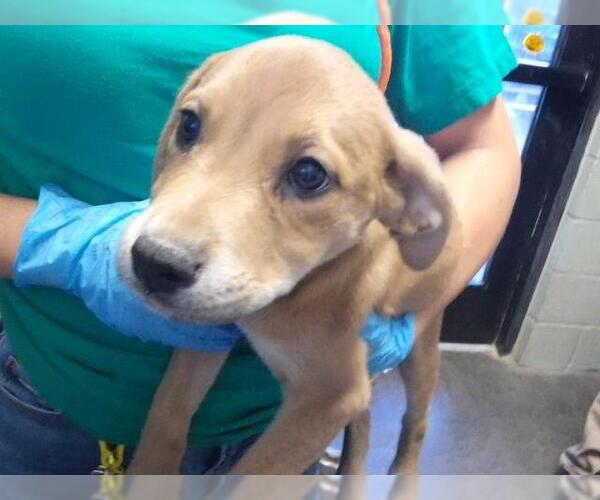 Medium Photo #1 Labrador Retriever-Unknown Mix Puppy For Sale in Tulsa, OK, USA