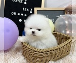 Small Photo #5 Pomeranian Puppy For Sale in CHICAGO, IL, USA