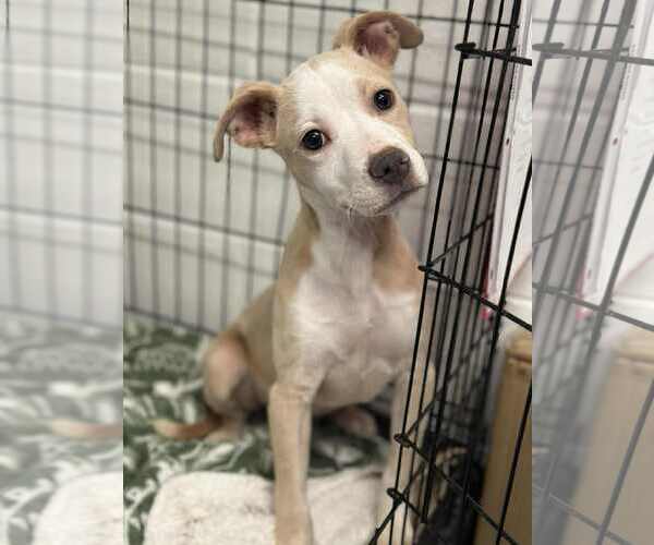 Medium Photo #6 Boxer-Unknown Mix Puppy For Sale in Spotsylvania, VA, USA