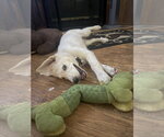 Small #7 Great Pyrenees