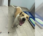 Small #5 Beagle Mix