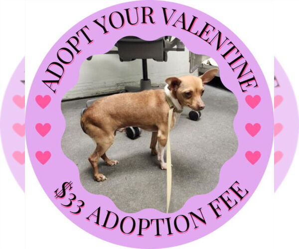 Medium Photo #1 Chipin Puppy For Sale in Santa Cruz, CA, USA