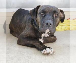 American Staffordshire Terrier-Unknown Mix Dogs for adoption in San Antonio, TX, USA
