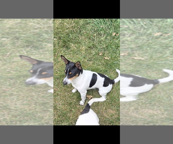 Medium Photo #1 Teddy Roosevelt Terrier Puppy For Sale in PINCKNEYVILLE, IL, USA