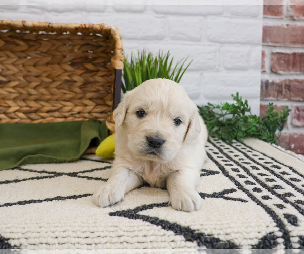 Medium Photo #5 English Cream Golden Retriever Puppy For Sale in SYRACUSE, IN, USA