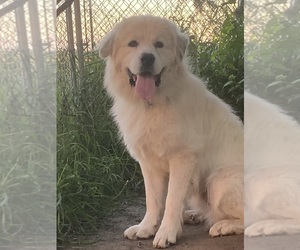 Great Pyrenees Puppy for sale in HUBBARD, IA, USA