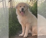 Small Great Pyrenees