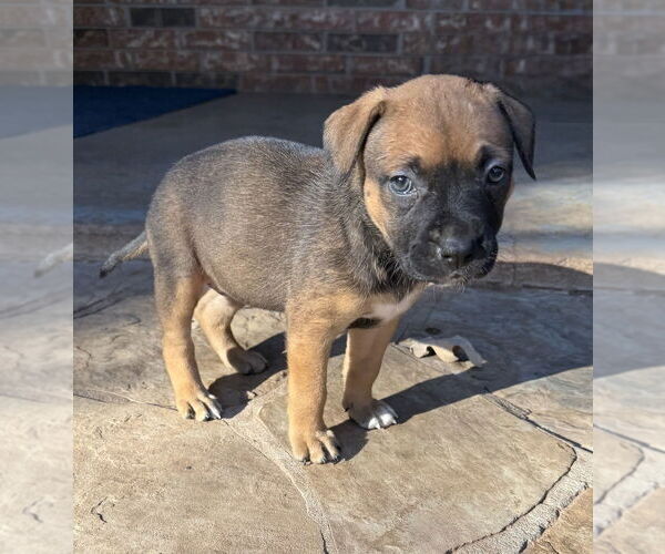 Medium Photo #4 Mutt Puppy For Sale in OKLAHOMA CITY, OK, USA