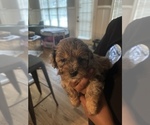 Puppy 5 Shih-Poo