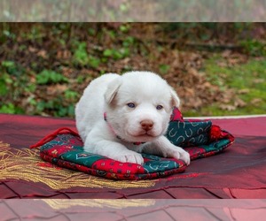 Medium Siberian Husky