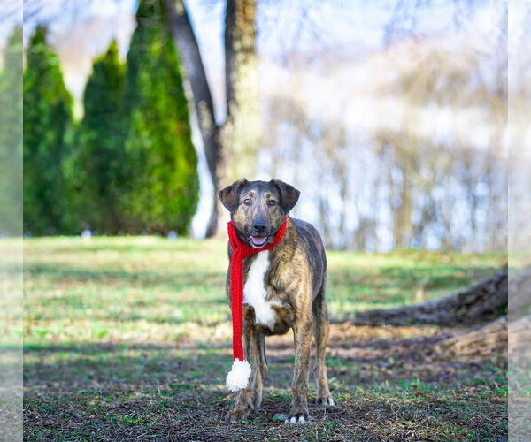 Medium Photo #10 Mutt Puppy For Sale in Unionville, PA, USA