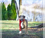 Small #9 Mutt