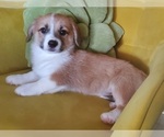 Small #4 Aussie-Corgi