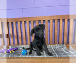 Small Labrador Retriever Mix