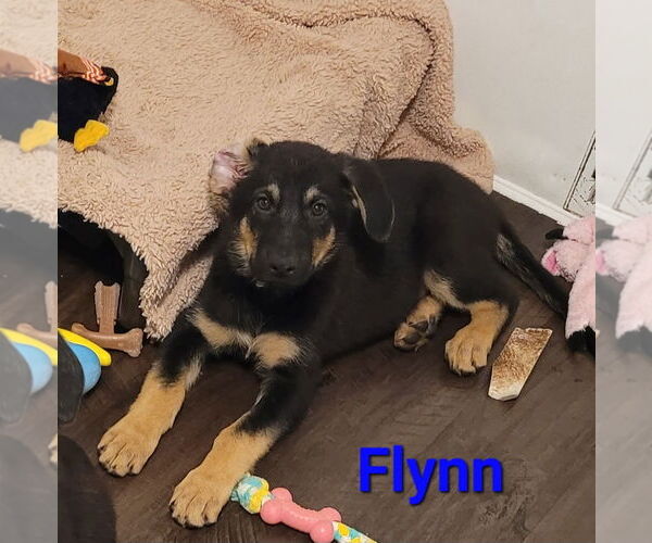 Medium Photo #3 German Shepherd Dog-Weimaraner Mix Puppy For Sale in Des Moines, IA, USA