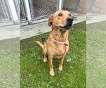 Small #1 Labrador Retriever Mix