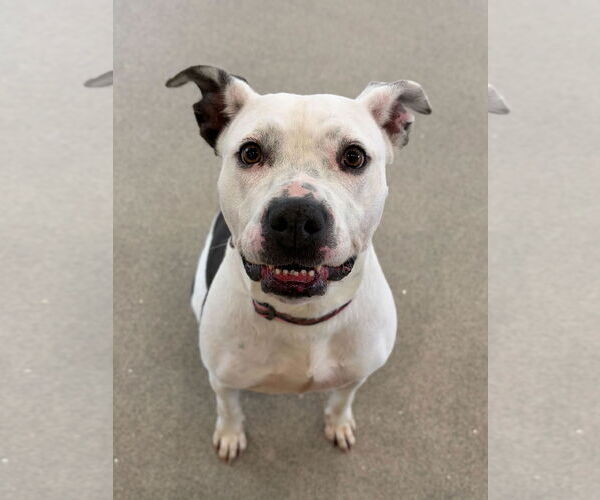 Medium Photo #2 Mutt Puppy For Sale in Jefferson, WI, USA