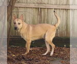 Small #3 Black Mouth Cur-Carolina Dog Mix