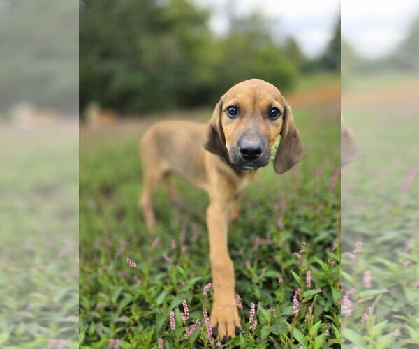 Medium Photo #1 Beagle-German Shepherd Dog Mix Puppy For Sale in Aurora, IN, USA