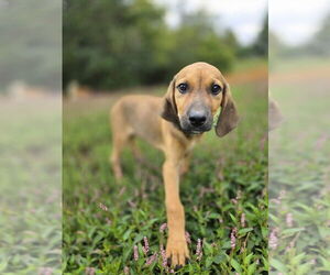 Beagle-German Shepherd Dog Mix Dogs for adoption in Aurora, IN, USA