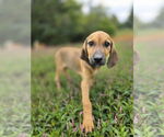 Small Beagle-German Shepherd Dog Mix