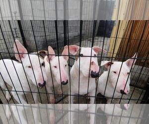 Bull Terrier Puppy for sale in LOS ANGELES, CA, USA