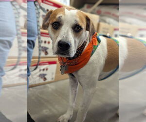 Labrador Retriever-Unknown Mix Dogs for adoption in Holly Springs, NC, USA