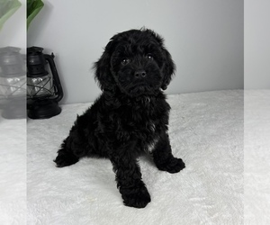 Cockapoo Puppy for sale in FRANKLIN, IN, USA