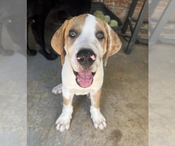 Medium Photo #11 Great Dane-Unknown Mix Puppy For Sale in OKLAHOMA CITY, OK, USA