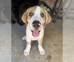 Small #10 Great Dane Mix
