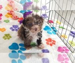 Small #10 Cockapoo (Toy)-Poodle (Toy) Mix