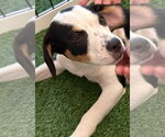 Small #2 Black Mouth Cur Mix