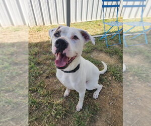 American Pit Bull Terrier-Unknown Mix Dogs for adoption in Evansville, IN, USA