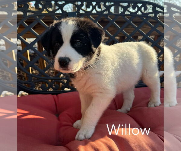Medium Photo #2 Great Pyrenees-Unknown Mix Puppy For Sale in Parker Ford, PA, USA