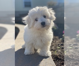 Coton de Tulear Puppy for sale in CANOGA, NY, USA