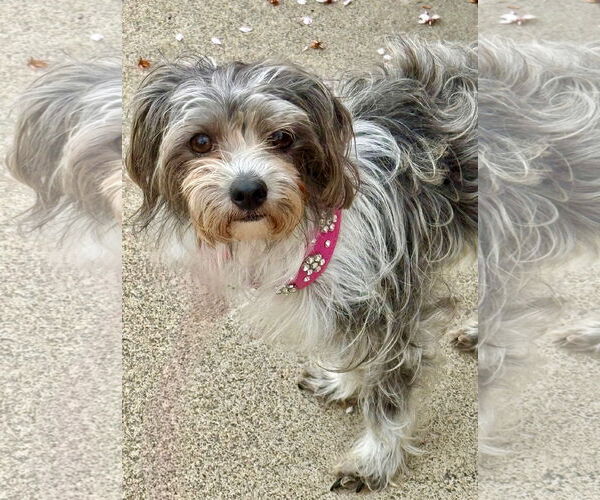 Medium Photo #2 Maltese-Unknown Mix Puppy For Sale in Newport Beach, CA, USA