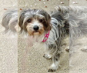Posey - Female Maltese-Unknown Mix Dog for Adoption - Photo #2