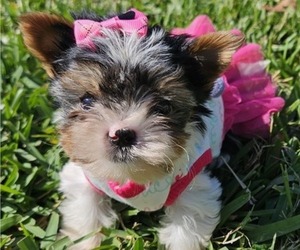 Biewer Terrier Puppy for Sale in SARASOTA, Florida USA