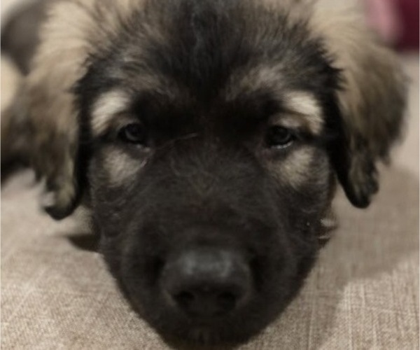 Medium Photo #4 Alaskan Malamute-Mastiff Mix Puppy For Sale in OMAHA, NE, USA