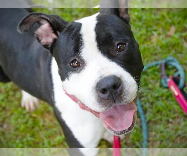 Medium Photo #2 American Staffordshire Terrier-Unknown Mix Puppy For Sale in Tallahassee, FL, USA