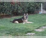 Small Photo #5 German Shepherd Dog Puppy For Sale in San Jose, CA, USA