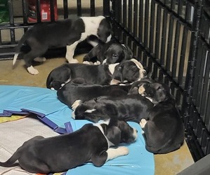 Great Dane Puppy for sale in TOLEDO, IL, USA